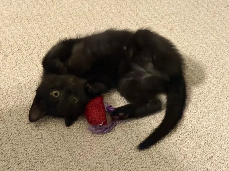 Pepper, photo 2