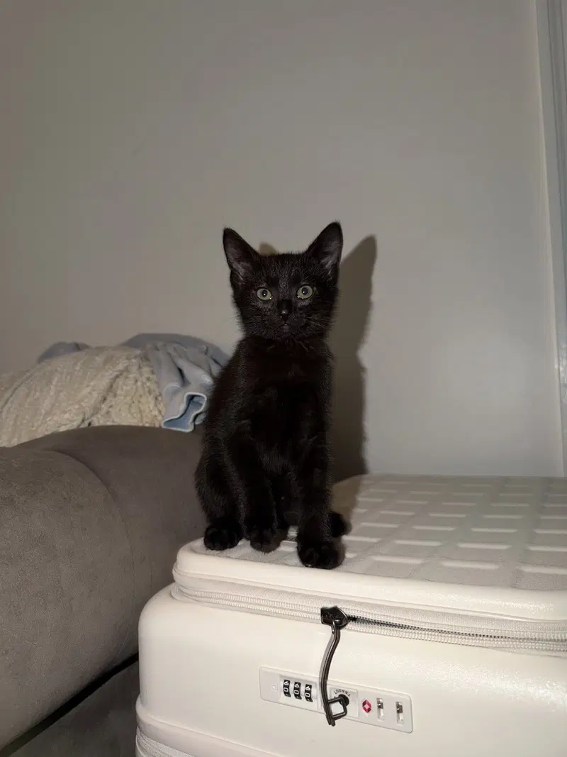 Pepper, photo 3