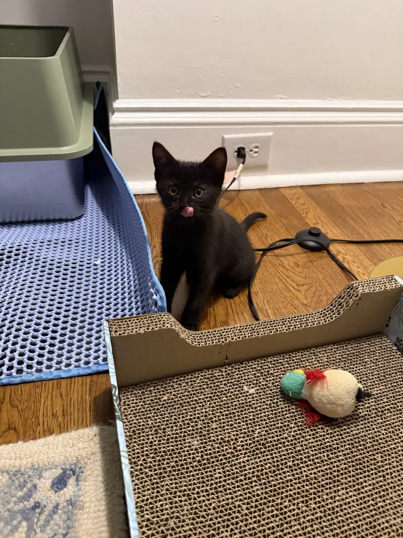 Pepper, photo 4