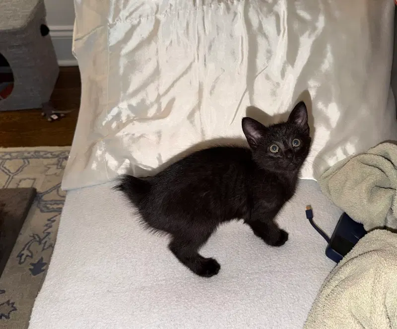 Poppy, a female kitten up for adoption