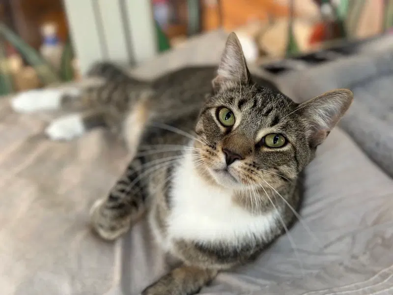 Webster, an adult cat up for adoption