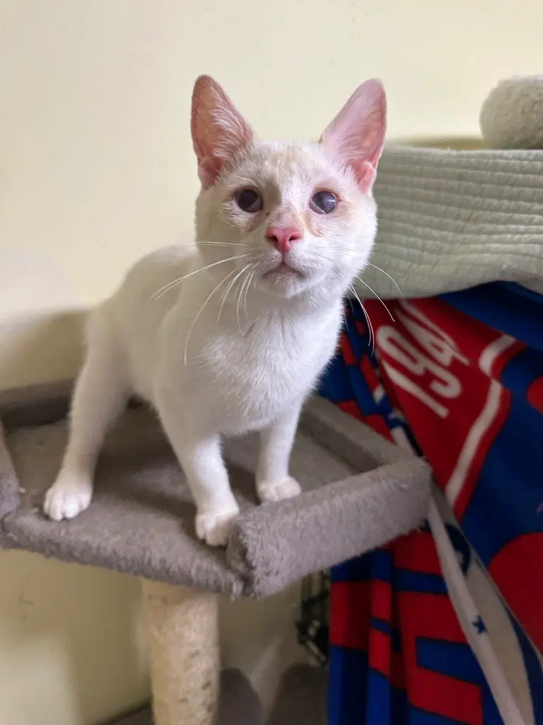 Frosty, a male Siamese kitten up for adoption