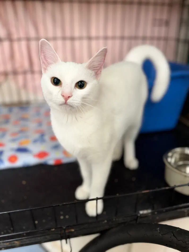 Iceland, a young female cat up for adoption