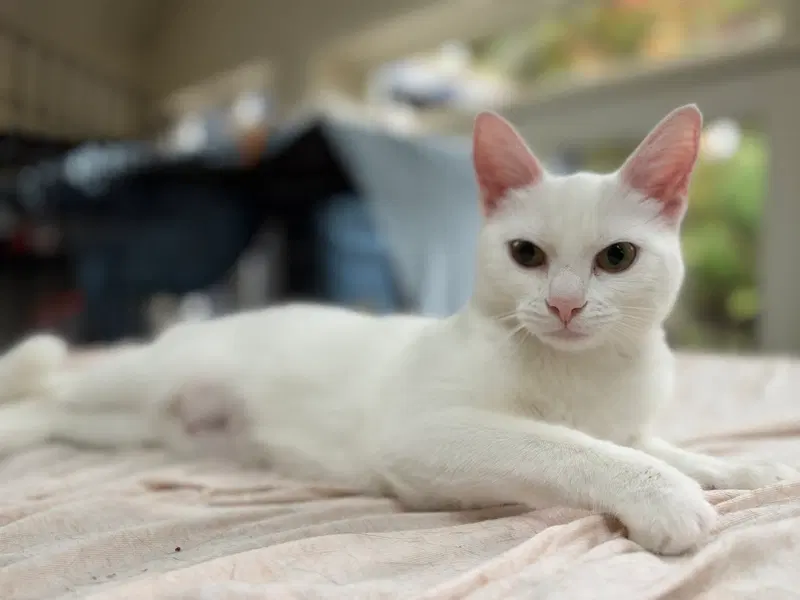Iceland, photo 2