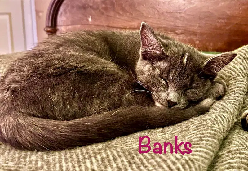 Banks, photo 2