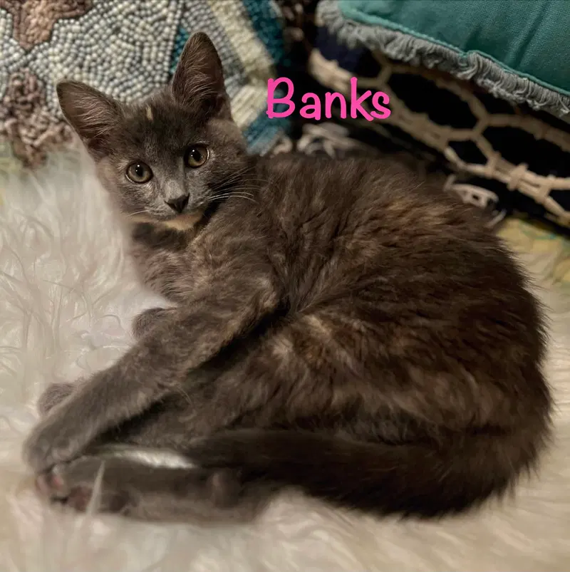 Banks, photo 3