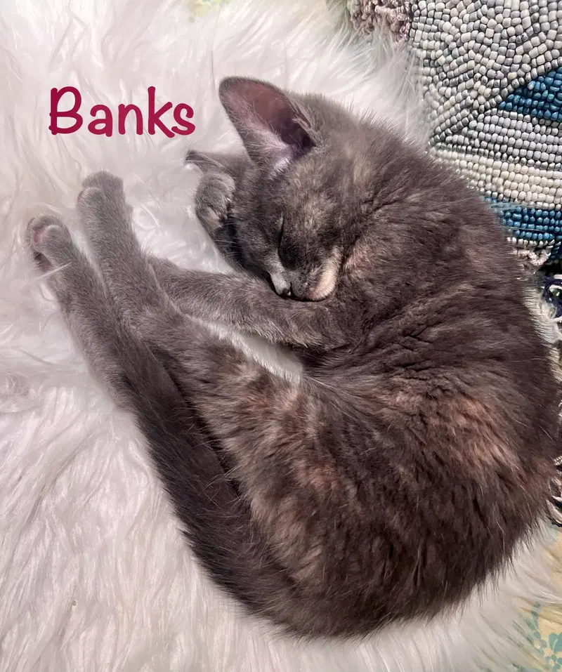 Banks, photo 4