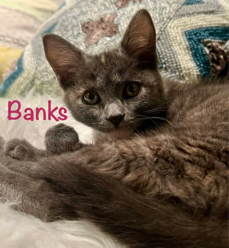 Banks, photo 5