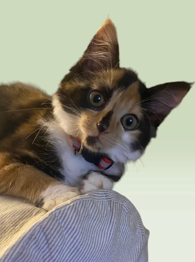 Elvira, a female kitten up for adoption