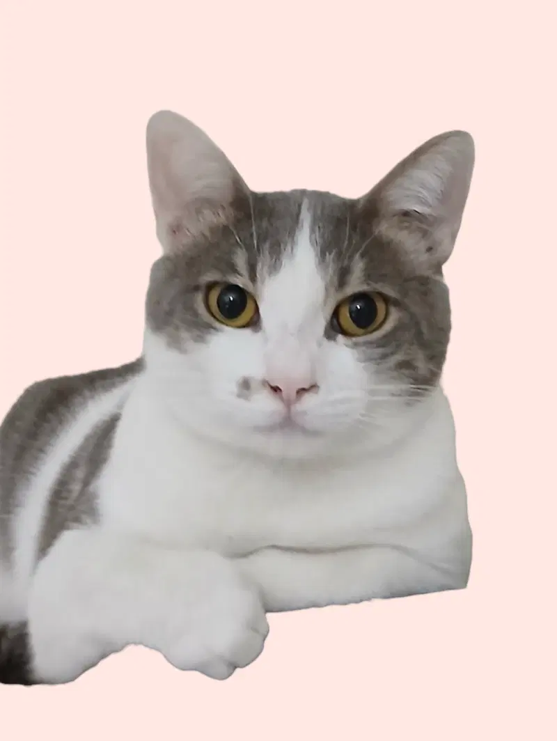 Jenni, a young female cat up for adoption