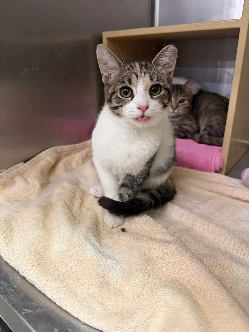 Something Borrowed, a young female cat up for adoption