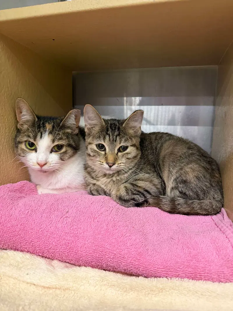 Vows, a female kitten up for adoption
