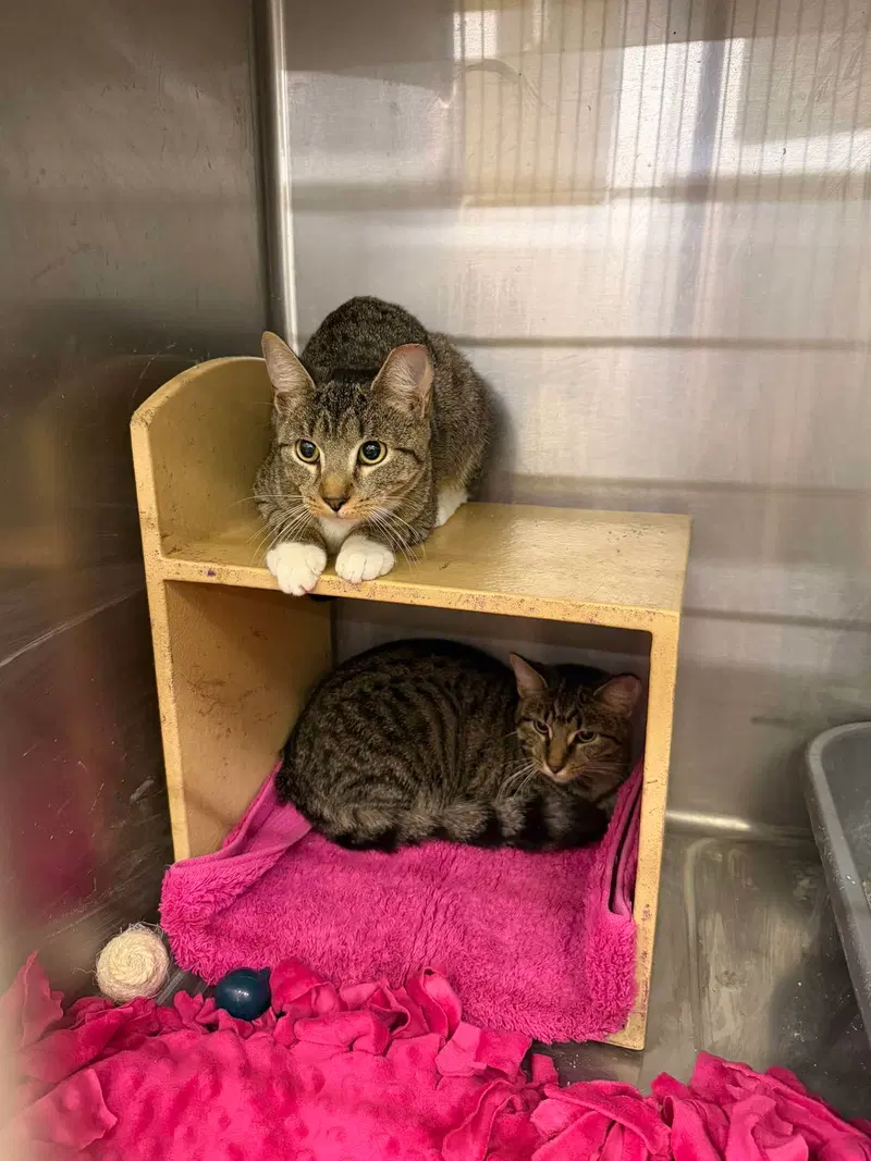 Date, a female kitten up for adoption