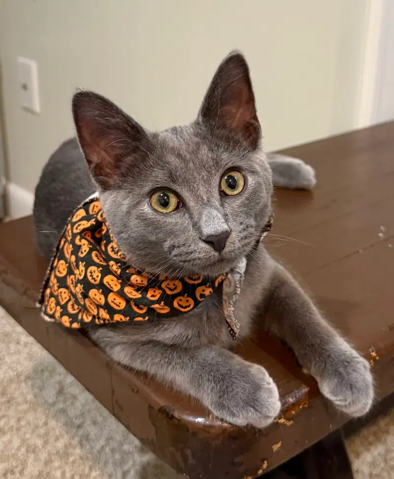 Waylon, a male kitten up for adoption