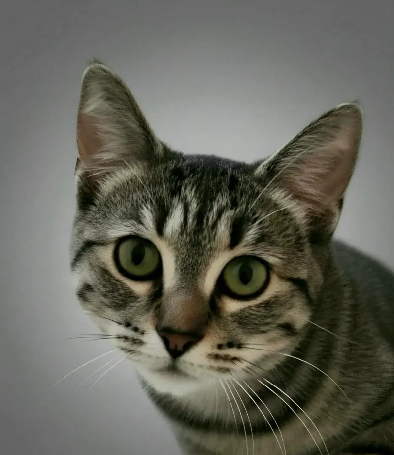 Samantha, a young female cat up for adoption