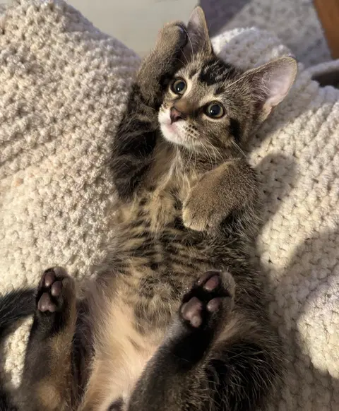 Watch the video of Chip