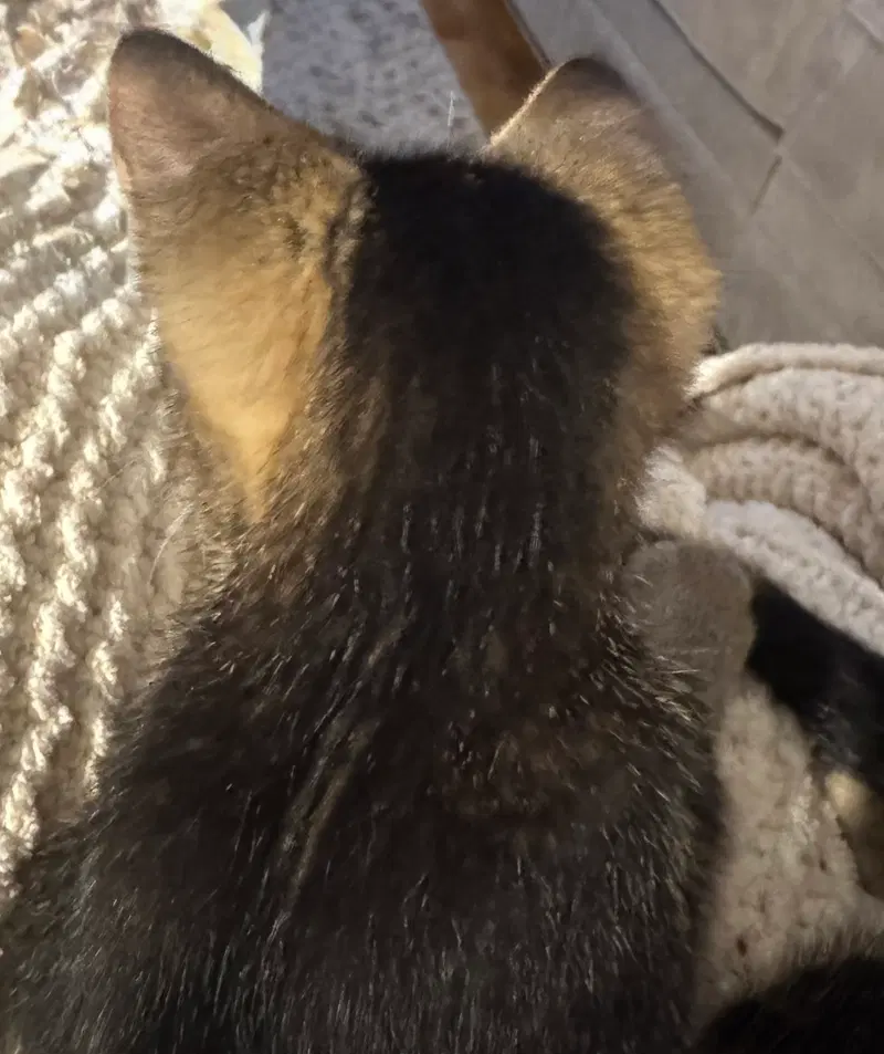 Chip, photo 3