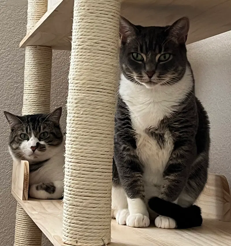 Kitten and Misty, adult cats up for adoption