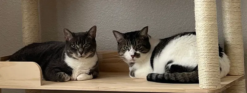 Kitten and Misty, photo 2