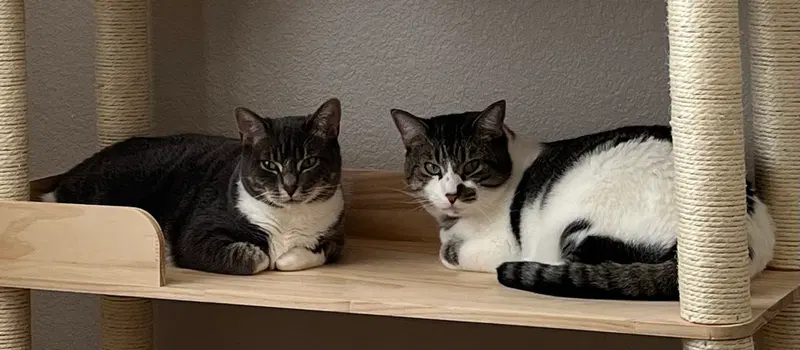 Kitten and Misty, photo 4