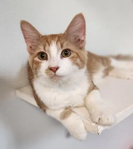Cat, a young male Maine Coon cat up for adoption