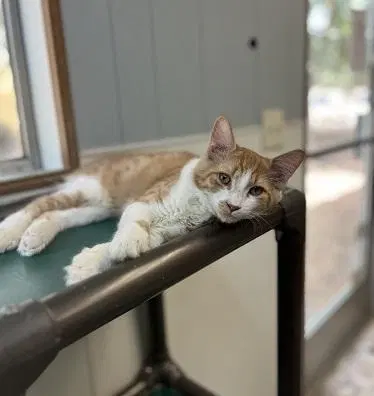 Cat, photo 2