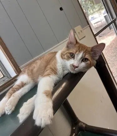 Cat, photo 4