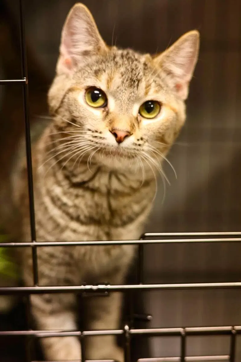 Freddy, a young female cat up for adoption