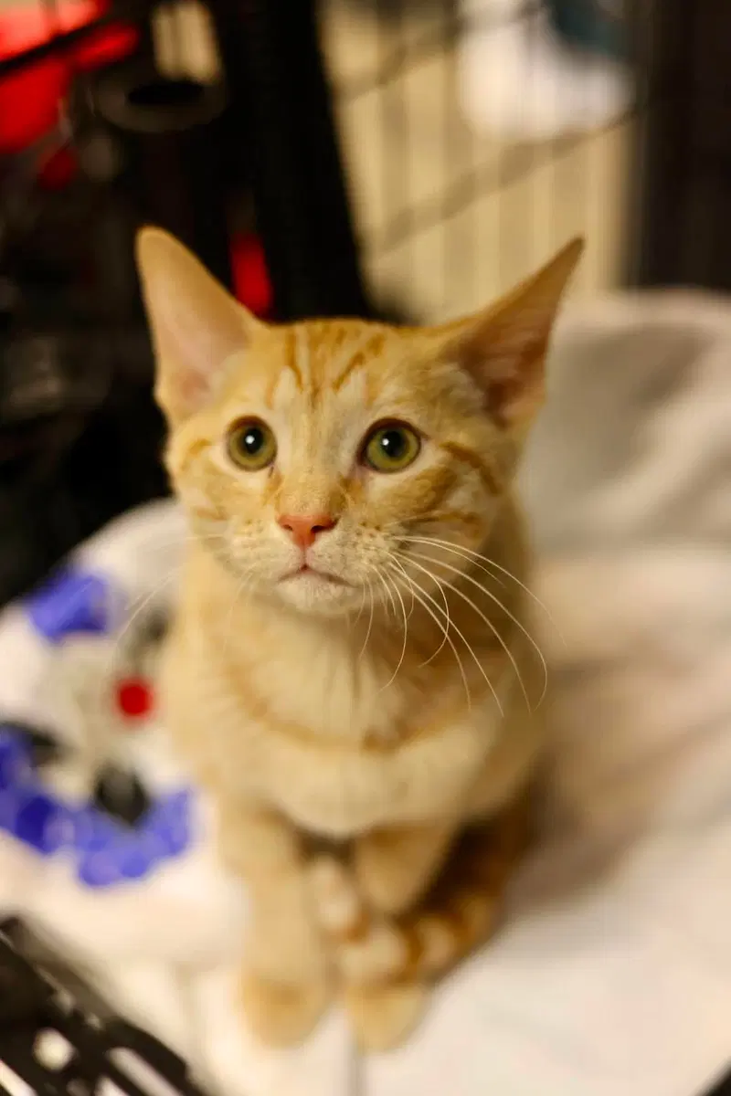 Pumpkin, a male kitten up for adoption