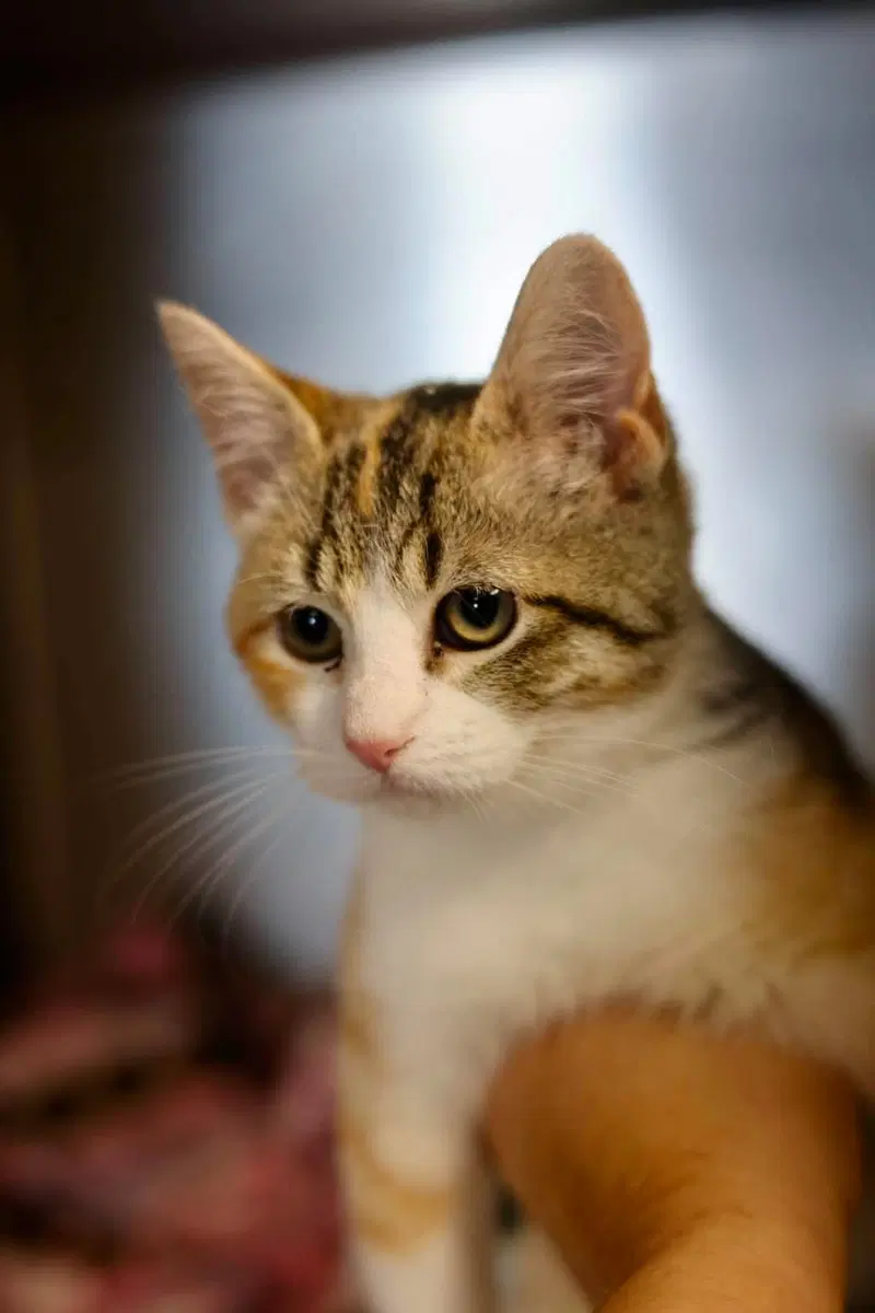 Ericka, a female Dilute Calico kitten up for adoption