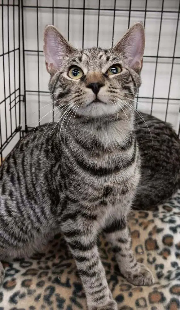 Yoshi, a male kitten up for adoption