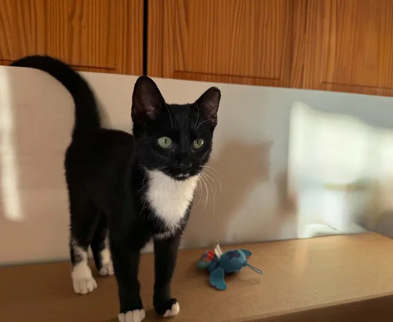 Dragonfly, a male kitten up for adoption