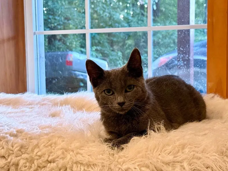 Bumble Bee, a male kitten up for adoption