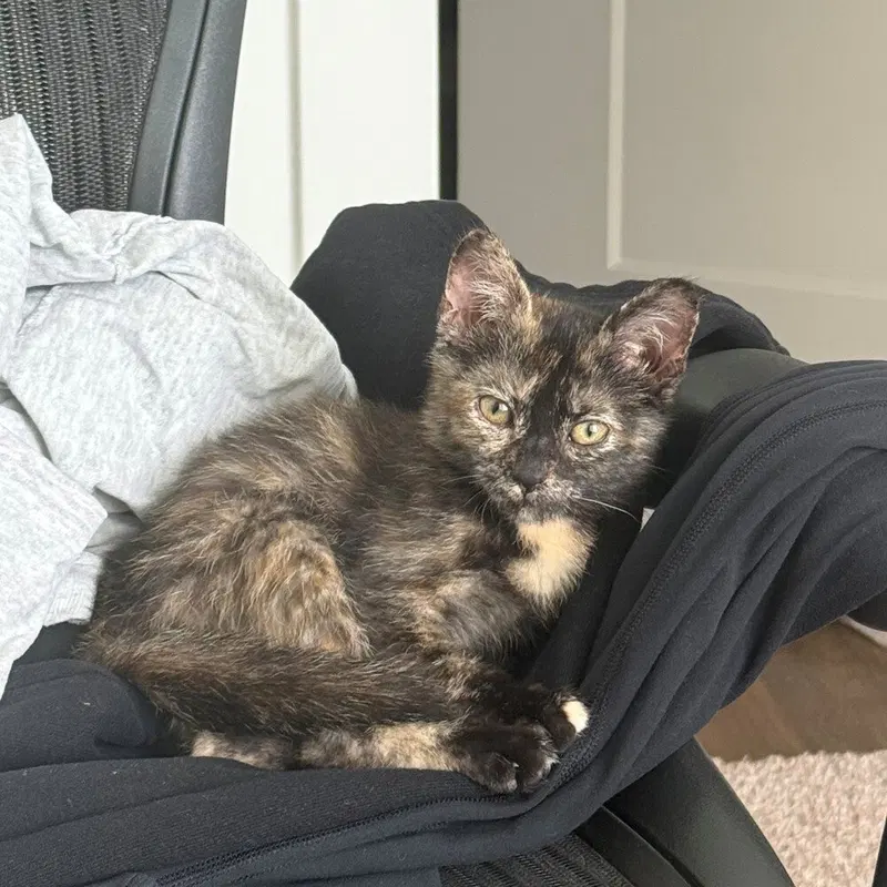 Tortellini, a female kitten up for adoption