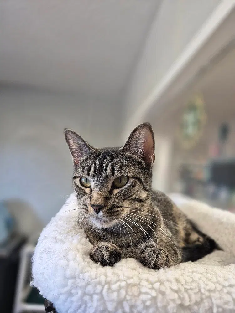 Days, an adult female cat up for adoption
