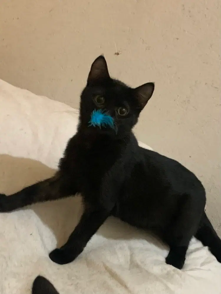 Soot, a female kitten up for adoption