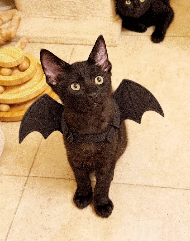Boo, a male Bombay kitten up for adoption