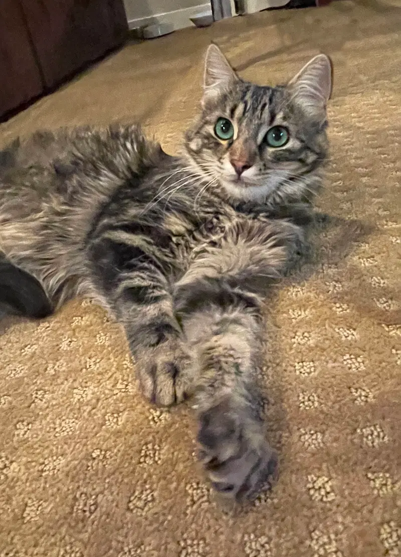 Hudson and Hazel, young Maine Coon cats up for adoption