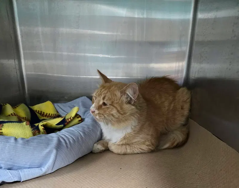 Waffles, an adult male cat up for adoption