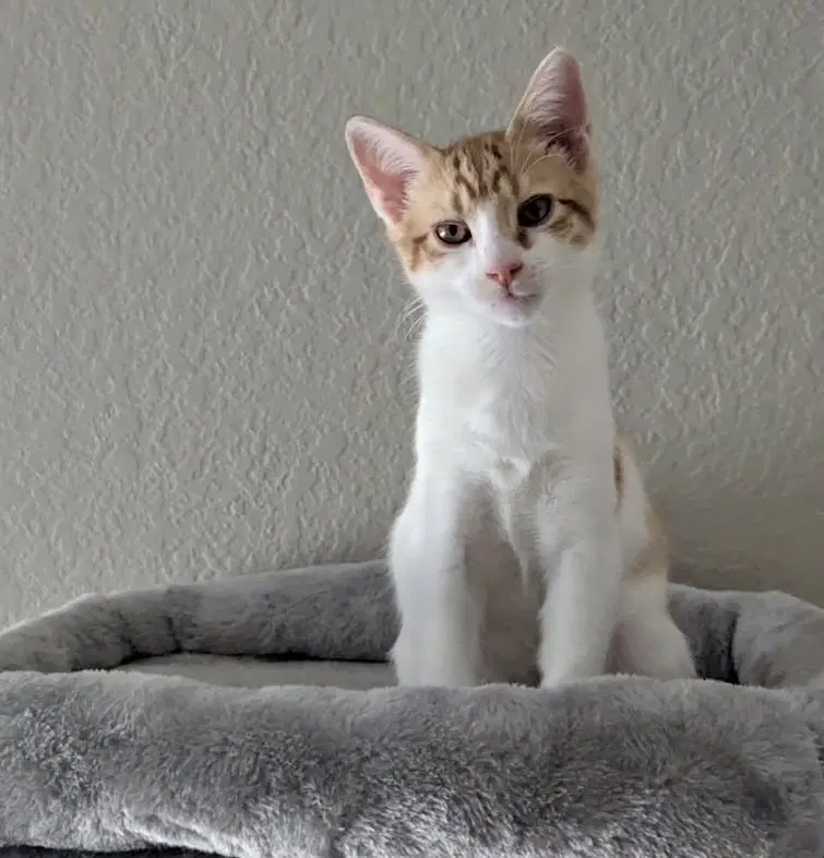 Maverick, a young male cat up for adoption