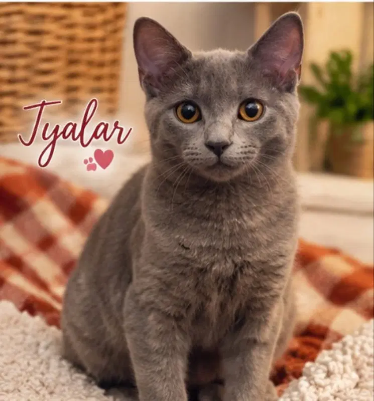 Taylor & Tyalar, photo 5