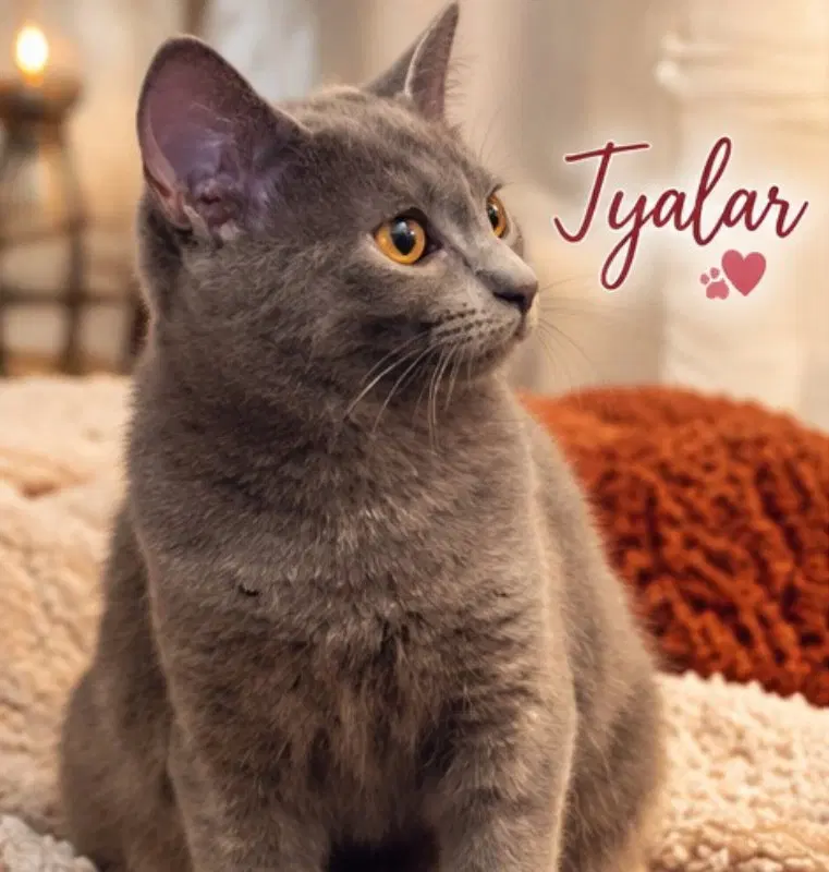 Taylor & Tyalar, photo 7