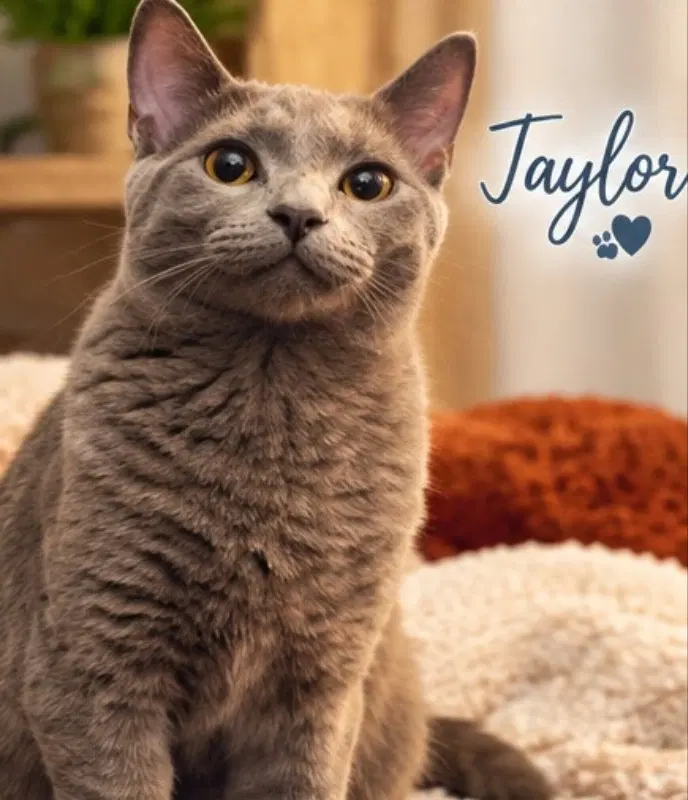 Taylor & Tyalar, photo 8