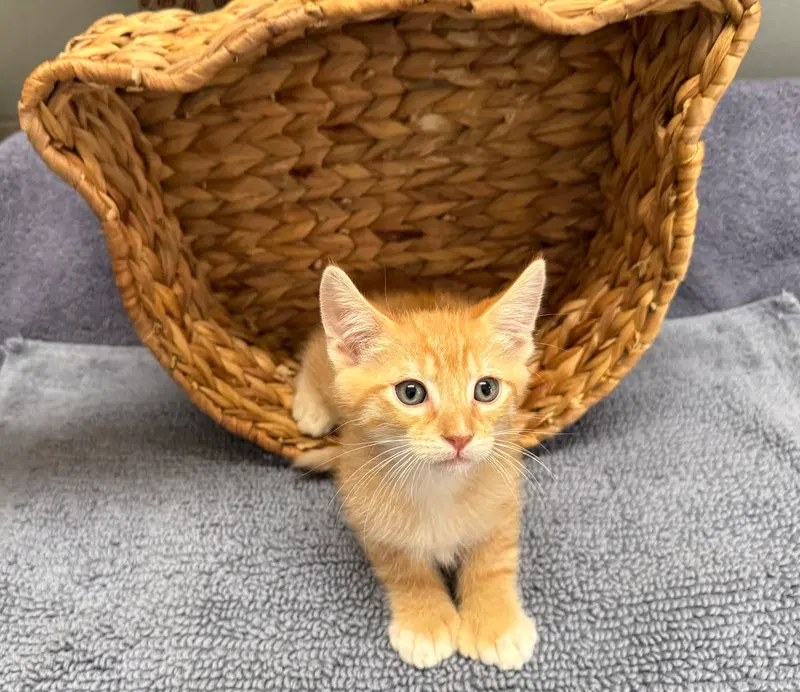 Roger, a male Tabby kitten up for adoption