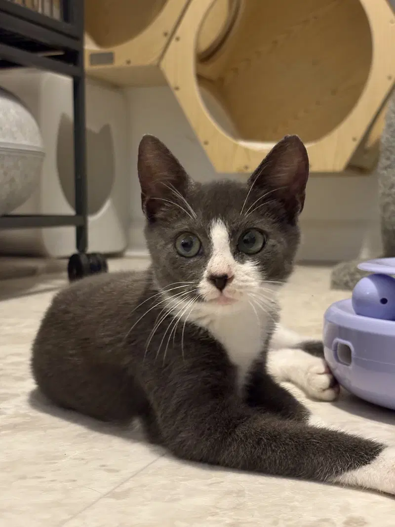 Swayve, a young male cat up for adoption