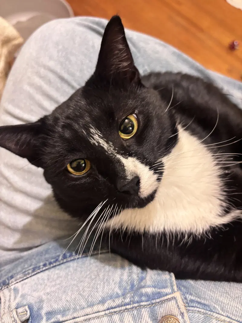 Binx, an adult male cat up for adoption