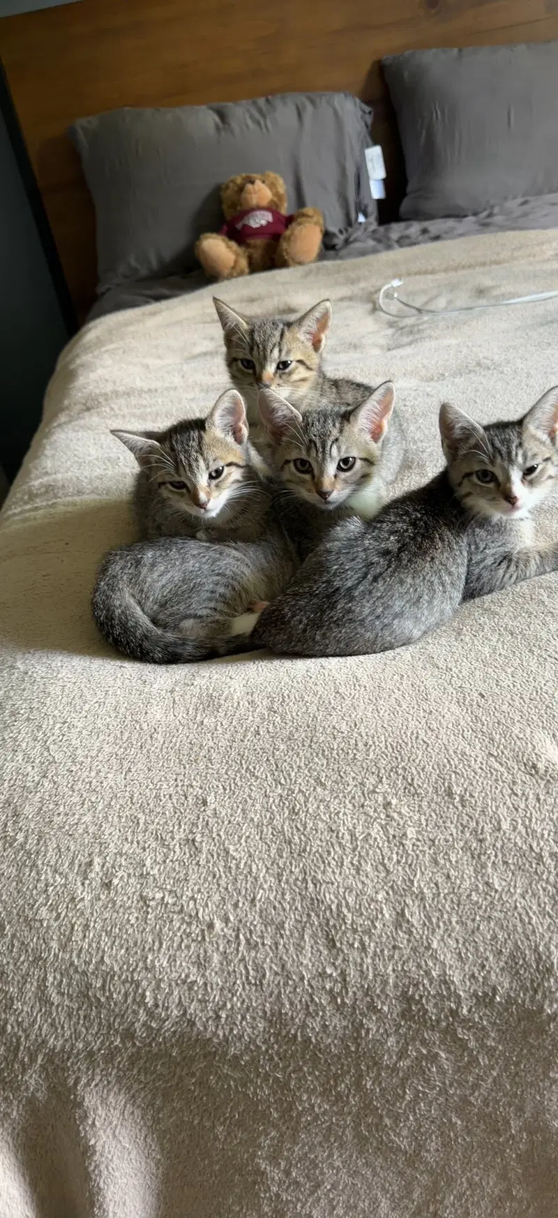 Linebacker, a male kitten up for adoption