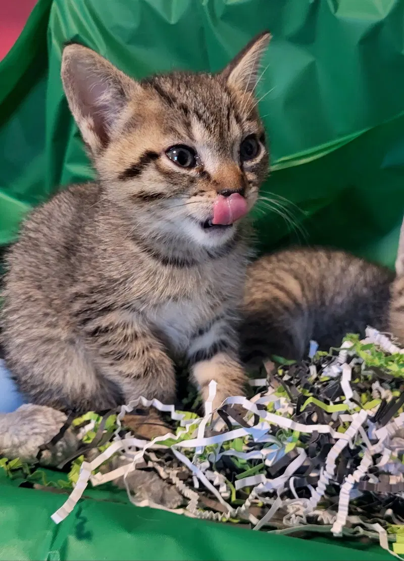 Punter, a female kitten up for adoption