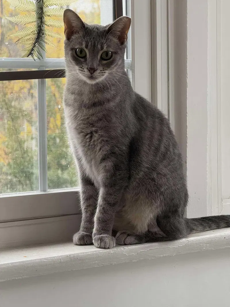 Bride, an adult female cat up for adoption
