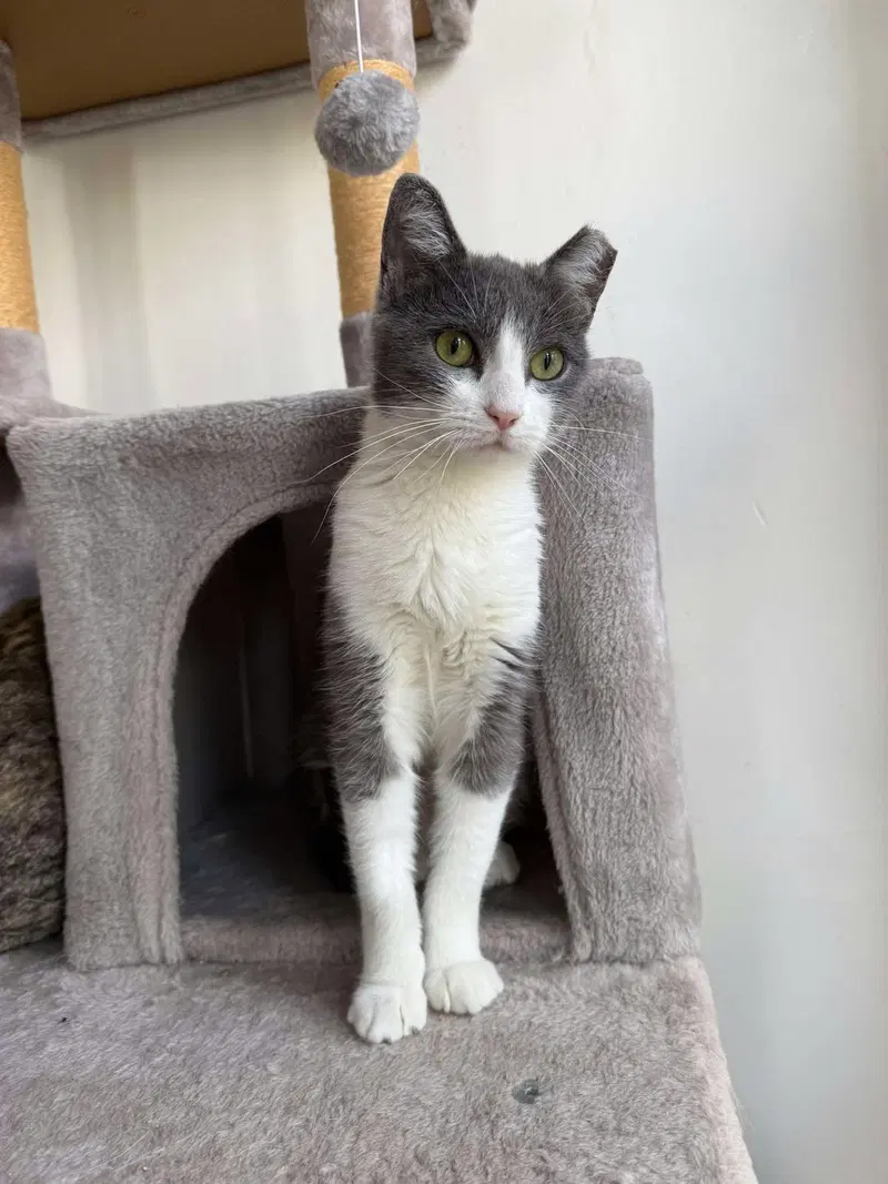 Cocktail, an adult female cat up for adoption